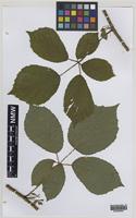 Paratype of Rubus norvicensis A.L.Bull & Edees [family ROSACEAE]