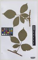 Paratype of Rubus norvicensis A.L.Bull & Edees [family ROSACEAE]