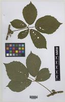Paratype of Rubus norvicensis A.L.Bull & Edees [family ROSACEAE]