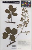 Isoparatype of Rubus ordovicum A.Newton [family ROSACEAE]