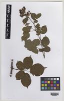 Isolectotype of Rubus oxyanchus Sudre [family ROSACEAE]