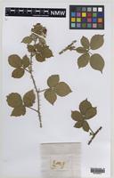 Paratype of Rubus painteri Edees [family ROSACEAE]