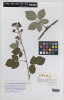 Paratype of Rubus percrispus D.E.Allen & R.D.Randall [family ROSACEAE]
