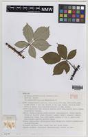 Paratype of Rubus percrispus D.E.Allen & R.D.Randall [family ROSACEAE]