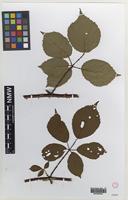 Syntype of Rubus polyoplus W.C.R.Watson [family ROSACEAE]
