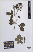 Isotype of Rubus robii (W.C.R.Watson) A.Newton [family ROSACEAE]