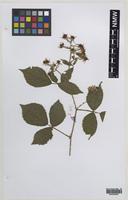 Paratype of Rubus turritus Edees [family ROSACEAE]