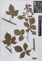 Paratype of Rubus turritus Edees [family ROSACEAE]