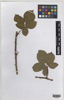 Paratype of Rubus varvicensis Edees [family ROSACEAE]