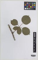 Isoparatype of Rubus riparius W.C.Barton ex. A.Newton [family ROSACEAE]