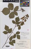 Isotype of Rubus rubristylus W.C.R.Watson [family ROSACEAE]