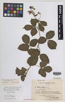 Isolectotype of Rubus subintegribasis Druce [family ROSACEAE]