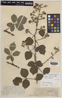 Paratype of Rubus tavensis A.Newton & M.Porter [family ROSACEAE]