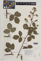 Isotype of Rubus varvicensis Edees [family ROSACEAE]