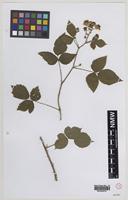 Syntype of Rubus warrenii Sudre [family ROSACEAE]