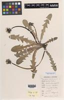 Isotype of Taraxacum hexhamense A.J.Richards [family ASTERACEAE]