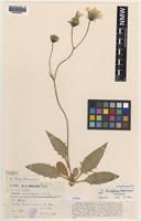 Isotype of Hieracium hastiforme P.D.Sell & C.West [family ASTERACEAE]