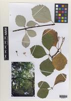 Holotype of Sorbus parviloba T.Rich [family ROSACEAE]