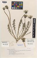 Isotype of Taraxacum margettsii C.C.Haw. [family ASTERACEAE]