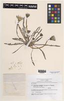Isotype of Taraxacum madidum Kirschner & Stepanek [family ASTERACEAE]
