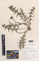 Isotype of Taraxacum inopinatum C.C. Haw. [family ASTERACEAE]