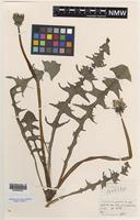 Isotype of Taraxacum hesperium C.C.Haw. [family ASTERACEAE]