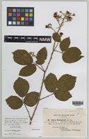 Isolectotype of Rubus adamsii Sudre [family ROSACEAE]