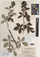 Isotype of Rubus anglocandicans A.Newton [family ROSACEAE]