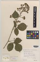Paratype of Rubus anglofuscus Edees [family ROSACEAE]