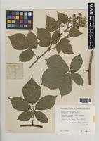 Paratype of Rubus proiectus A.Beek [family ROSACEAE]