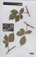 Isolectotype of Rubus angusticuspis Sudre [family ROSACEAE]