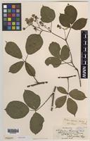 Paratype of Rubus aquarum A.Newton & M.Porter [family ROSACEAE]