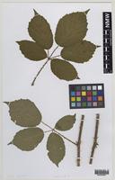 Isoparatype of Rubus asperidens Sudre in Bouvet [family ROSACEAE]