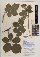 Isoparatype of Rubus bartonii A.Newton [family ROSACEAE]