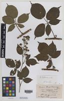 Paratype of Rubus biloensis A.Newton & M.Porter [family ROSACEAE]