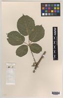Paratype of Rubus boudiccae A.L.Bull & Edees [family ROSACEAE]