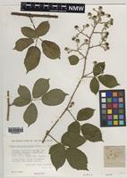 Holotype of Rubus brevistaminosus Edees & A.Newton [family ROSACEAE]