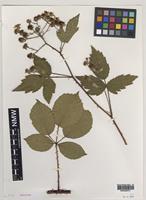 Holotype of Rubus canterburiensis Edees [family ROSACEAE]
