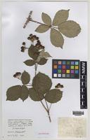 Isoparatype of Rubus cotteswoldensis W.C.Barton & Ridd. [family ROSACEAE]