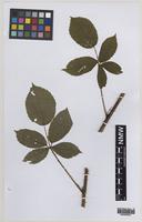 Paratype of Rubus daltrii Edees & Rilstone [family ROSACEAE]