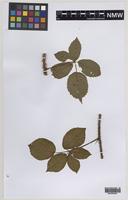 Paratype of Rubus daltrii Edees & Rilstone [family ROSACEAE]