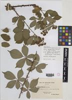 Isolectotype of Rubus dentatifolius (Briggs) W.C.R.Watson [family ROSACEAE]