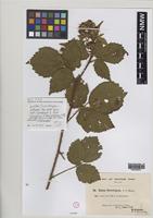 Isolectotype of Rubus durotrigum R.P.Murray [family ROSACEAE]