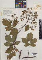 Isoparatype of Rubus effrenatus A.Newton [family ROSACEAE]
