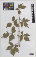 Syntype of Rubus euryanthemus W.C.R.Watson [family ROSACEAE]