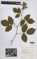 Paratype of Rubus fuscicaulis Edees [family ROSACEAE]