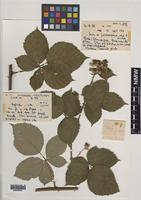 Paratype of Rubus hebridensis Edees [family ROSACEAE]
