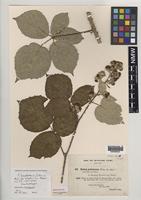 Isolectotype of Rubus herefordensis Sudre [family ROSACEAE]