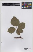 Isolectotype of Rubus heterobelus Sudre [family ROSACEAE]
