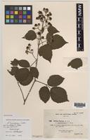 Isolectotype of Rubus hyposericeus Sudre [family ROSACEAE]